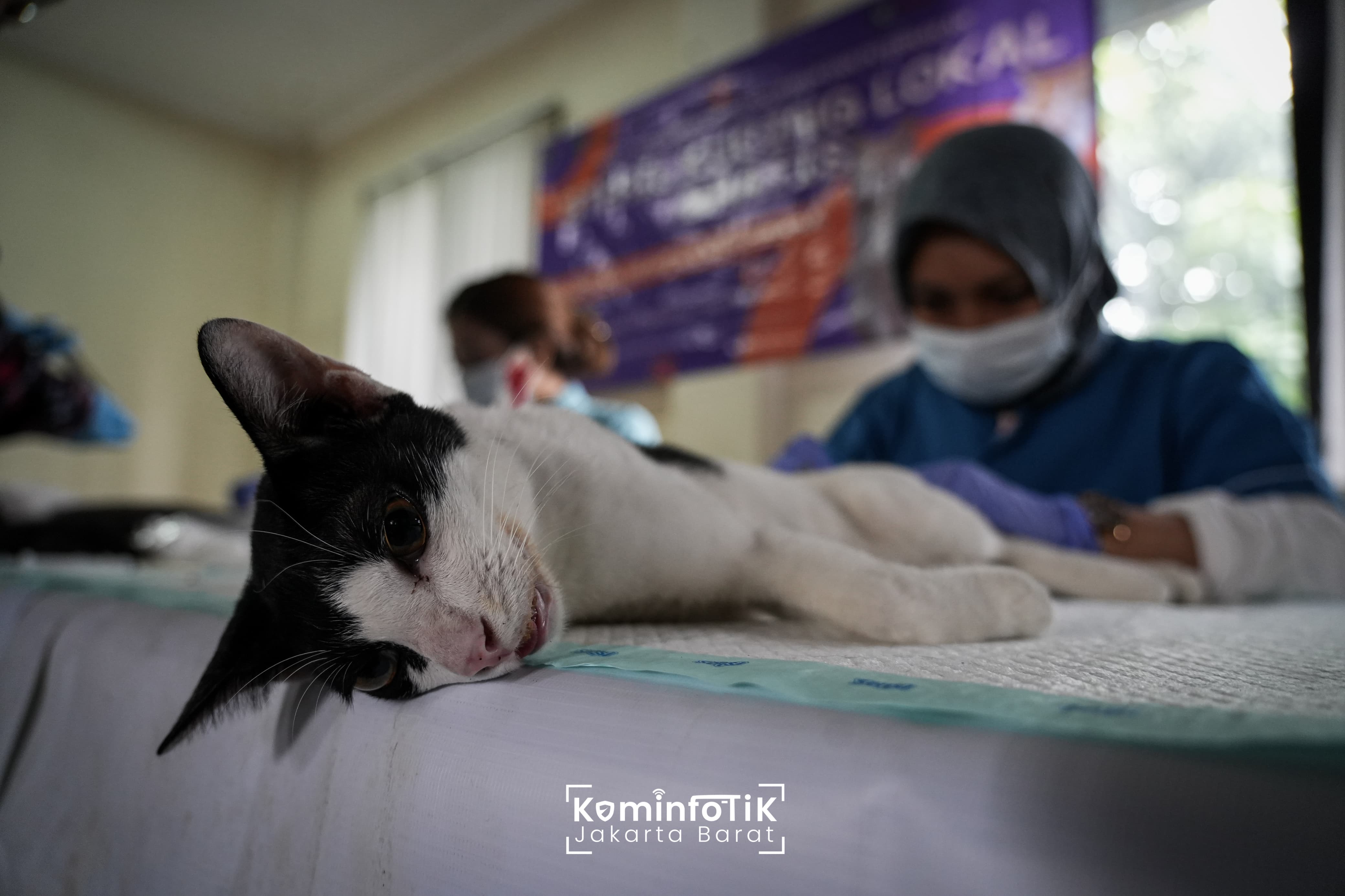 Langkah Cinta untuk Kucing Sehat