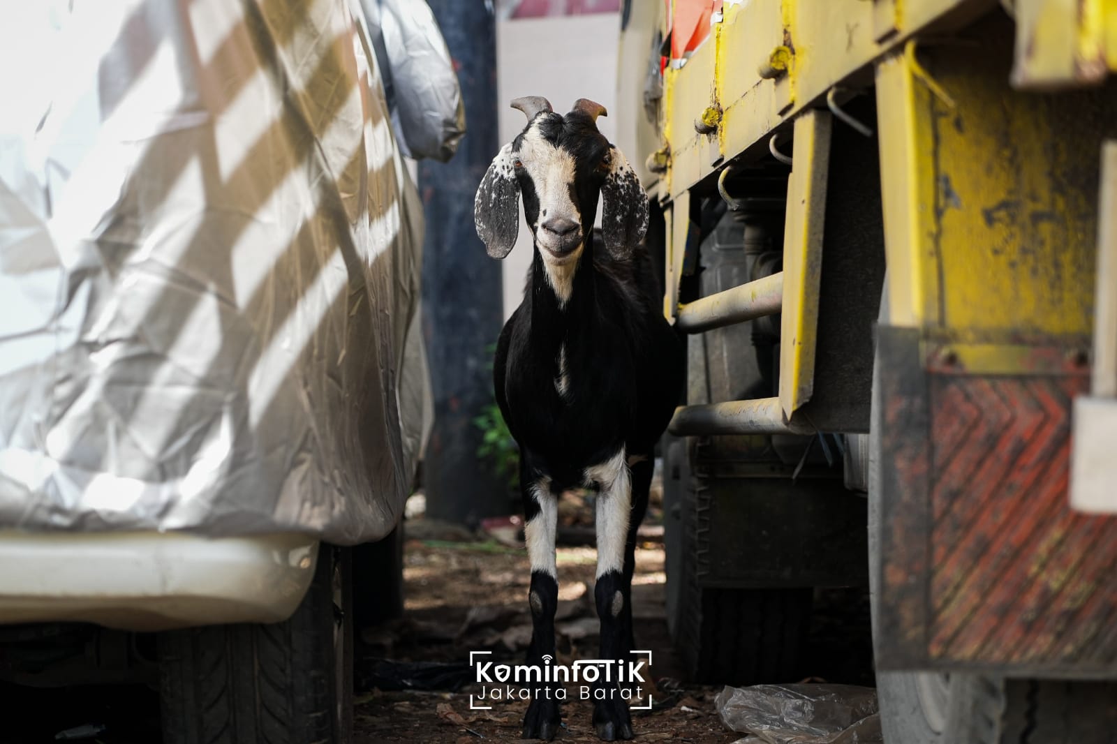 Kambing Metropolitan